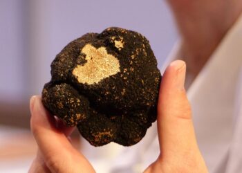 What are the advantages of psilocybe magic truffles?
