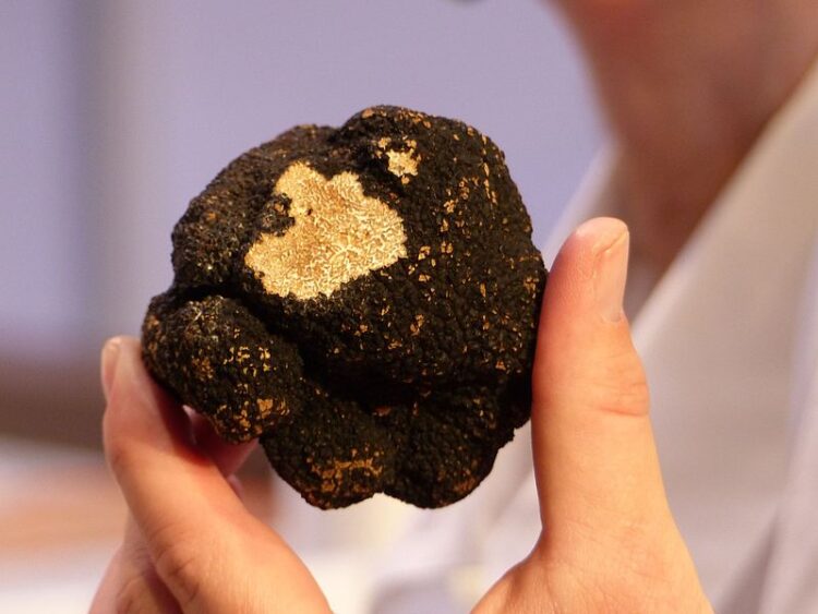 What are the advantages of psilocybe magic truffles?