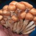 Why use the Magic Mushroom Growing Kit?
