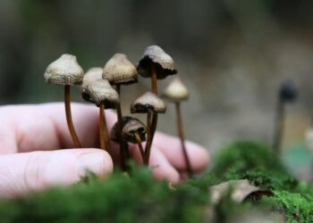 A Guide On Types Of Magic Mushrooms