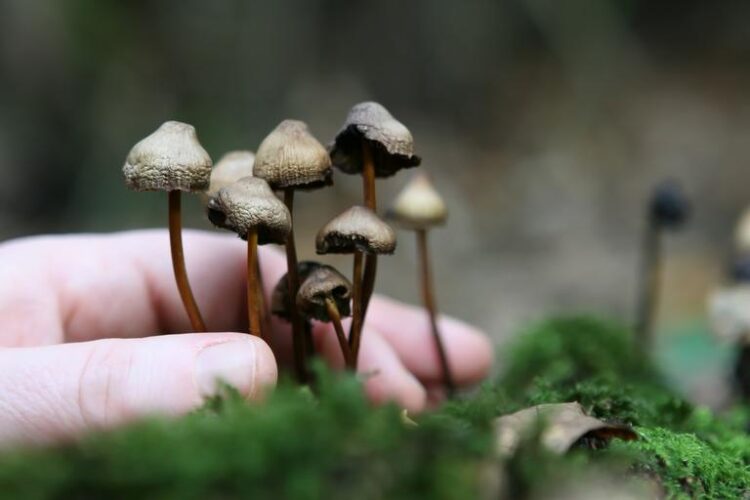 A Guide On Types Of Magic Mushrooms