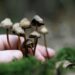 A Guide On Types Of Magic Mushrooms