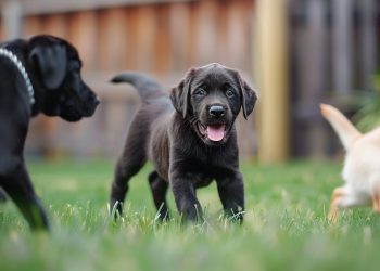 Recognising the Stages of Canine Growth: Training Needs at Every Life Stage